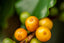 Yellow Colombian Coffee Cherry