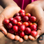 Ethiopia Dumerso close up of freshly picked coffee cherries. 